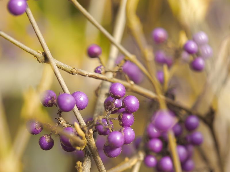 Callicarpa bodinierii